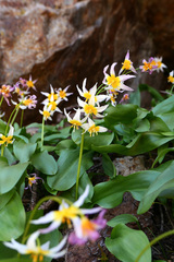 Erythronium pusaterii