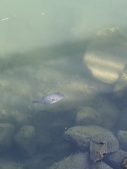 Arothron meleagris