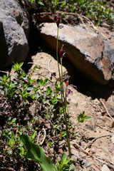 Erythronium pusaterii