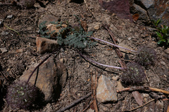Oreonana purpurascens