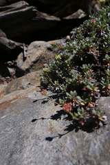 Eriogonum twisselmannii