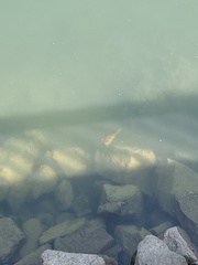 Diodon holocanthus