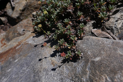 Eriogonum twisselmannii