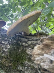 Cerioporus squamosus