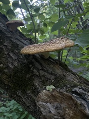 Cerioporus squamosus