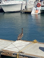 Pelecanus occidentalis