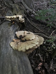 Cerioporus squamosus