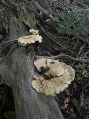 Cerioporus squamosus