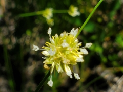 Juncus chlorocephalus