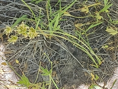 Juncus chlorocephalus