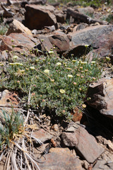 Eriogonum twisselmannii