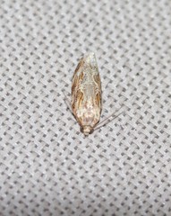 Phaecasiophora confixana