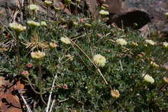 Eriogonum twisselmannii