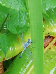 Diplacodes trivialis