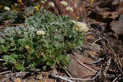 Eriogonum twisselmannii