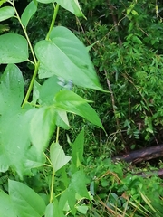 Diplacodes trivialis