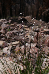 Melica stricta