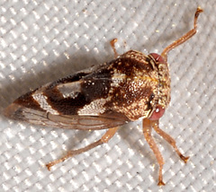Cyrtolobus vau
