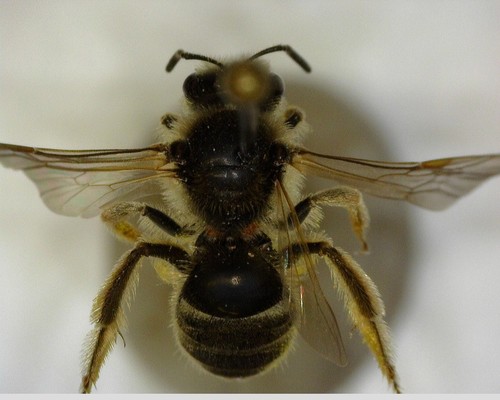 iNaturalist observation photo of Lasioglossum