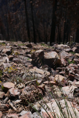 Melica stricta
