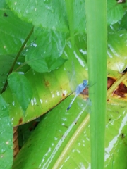 Diplacodes trivialis