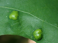 Aceria triplacis