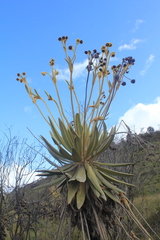 Espeletia murilloi
