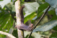 Heliosciurus ruwenzorii