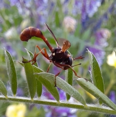 Physocephala marginata