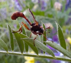 Physocephala marginata