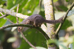 Heliosciurus ruwenzorii