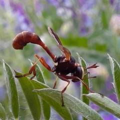 Physocephala marginata