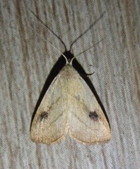 Rivula propinqualis