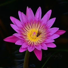 Mesembrius bengalensis