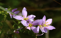 Sabatia angularis