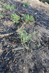 Boechera platysperma