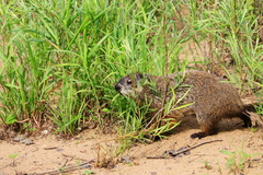 Marmota monax