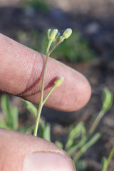 Boechera platysperma