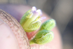 Boechera platysperma