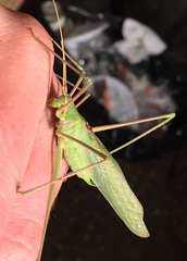 Acrometopa servillea