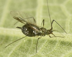 Uroleucon verbesinae
