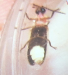Photinus marginellus