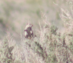 Ammospermophilus leucurus