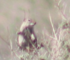 Ammospermophilus leucurus