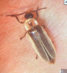 Photinus marginellus