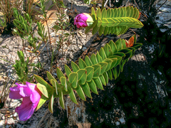 Lavoisiera imbricata
