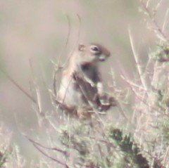 Ammospermophilus leucurus