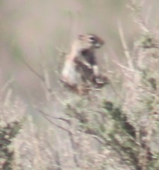 Ammospermophilus leucurus