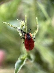 Lycus sanguinipennis