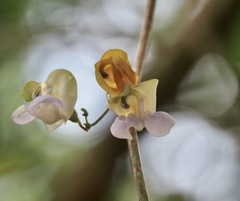 Sigmoidotropis elegans